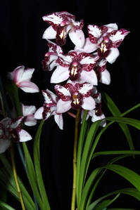 Cymbidium N.R. Butterfly JC/AOS 0 pts.